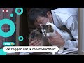 Deze man redt katten en zwijnen in een rampgebied