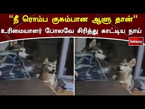 நீ ரொம்ப குசும்பான ஆளு தான் உரிமையாளர் போலவே சிரித்து காட்டிய நாய்... | Sathiyamtvnews