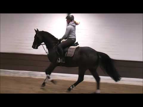 CABAT 7j. Holst.  v. Calibat - Lord - Caletto I  -for sale-