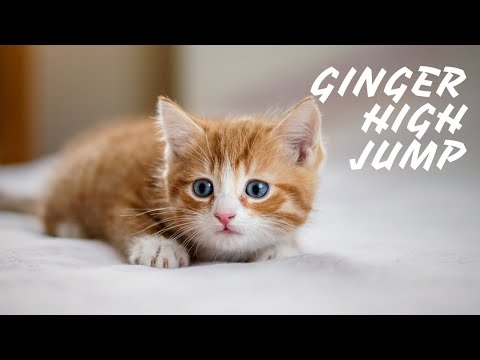 Funny cat Ginger