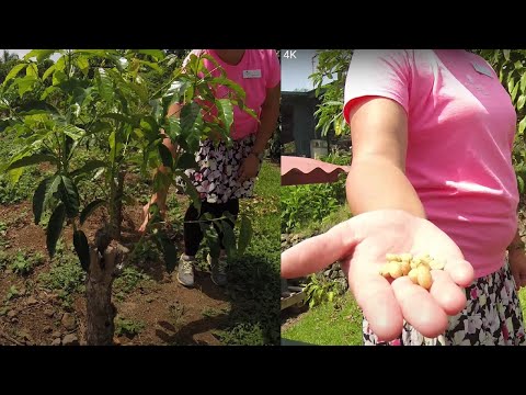 Plantation - Big Island, Hawaii-UHD 4K