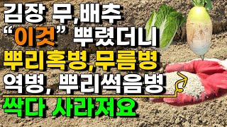 김장 무 배추밭 만들기 이렇게 하면 병충해없이 잘자라고 성공합니다 - 배추농사 배추재배
