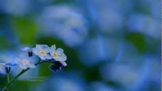 ✿❤✿ BERNWARD KOCH - Flowing Blue ✿❤✿ (Relaxing,soothing music)✿❤✿