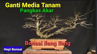 Download lagu Ganti Media Pangkas Akar Bonsai Ileng Ileng (phillantus Retycullatus) mp3
