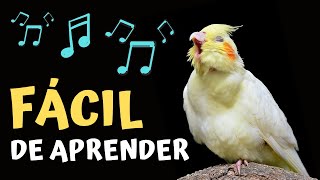 Calopsita Cantando Canto Original Para AMANSAR, TREINAR e ACALMAR Filhotes [ FCIL DE APRENDER ]