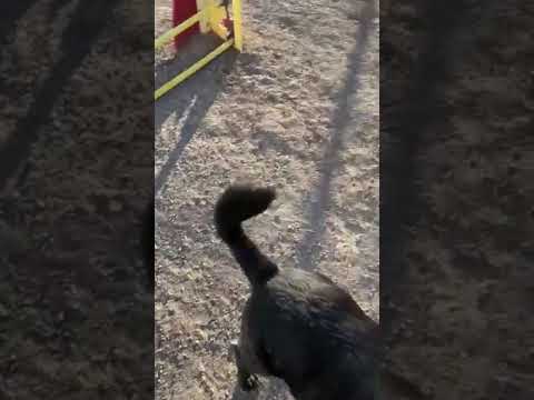 My dog tried the agility course in the pet relief area