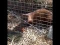 evil weasel