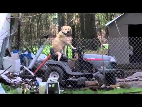 Tornado broadcast interrupted by dog on lawnmower