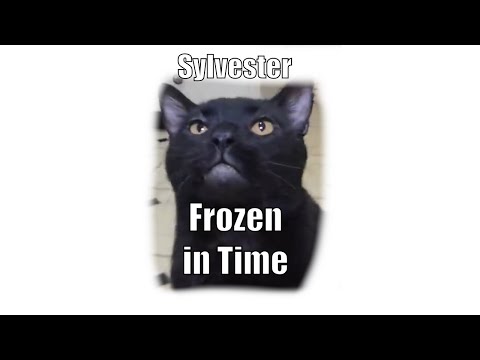 Frozen in Time - Sylvester