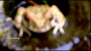 preview picture of video 'Ranocchio nello scarico - Frog in the drain'