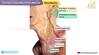 Sternocleidomastoid Muscle | Cadaveric Anatomy, Landmarks & Clinical Correlations | USMLE Step 1