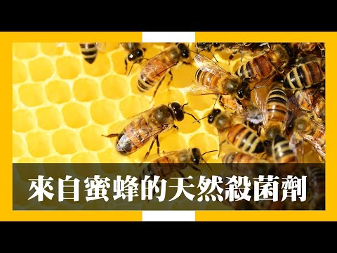 , title : '來自蜜蜂的天然殺菌劑'