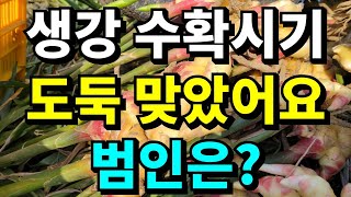 일하느라 전화 못받아요 문자부탁드려요^^ 생강수확시기 기뻐야하는데 마음이 쓰리고 아픕니다