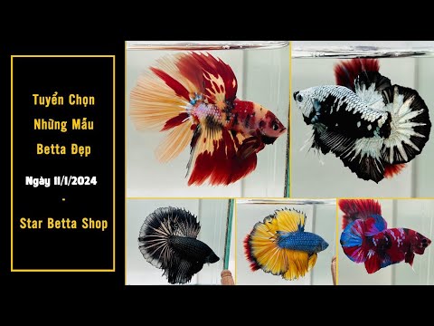 Nemo Halfmoon, Samurai, Koi Galaxy, Halfmoon 1/11 - Star Betta Shop 0382698808