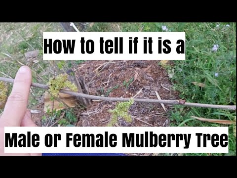 桑の木の雄と雌の違い