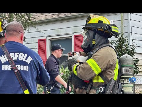 Fire victim runs independent cat rescue, loses 13 cats