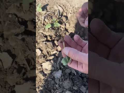 SANTIAGO DEL ESTERO 🇦🇷 ¡Recorrida por lotes de algodón con tratamiento biológico! En Bandera 📍