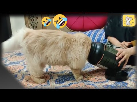 cats know how to obtain food | cute baby cat funny eating #catsfunnyeating      #mjpetlovers