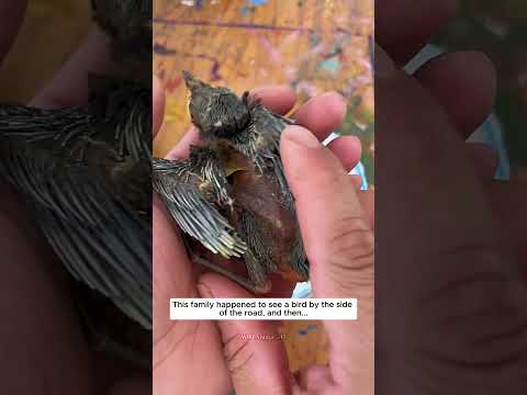Ta rodzina przypadkiem zobaczyła ptaka przy drodze #kruk #ptak #zwierzęta #ratowaniedzikichprzyrody