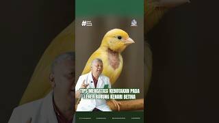 Download lagu TIPS FOR OVERCOMING BALDNESS ON THE NECK OF FEMALE CANARIES #canaries #canarimania #birddoctor mp3 Download lagu TIPS FOR OVERCOMING BALDNESS ON THE NECK OF FEMALE CANARIES #canaries #canarimania #birddoctor mp3