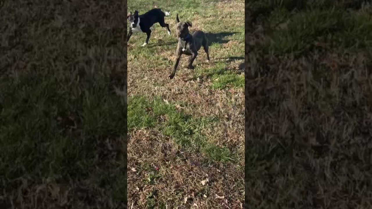 Enlarge Googie, a Adoptable Mixed Breed in Chattanooga, TN video 6/6
