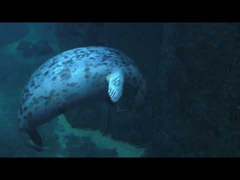 Tuq the Playful Harbor Seal