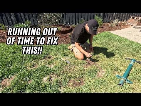 Fixing bare spots in my Buffalo lawn with the help of my secret weapon