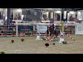 Mustang de Molion, Cheval sport, 4 ans, Bai; SF, 1.72