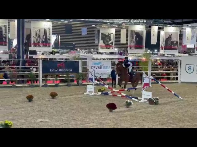 Mustang de Molion, Cheval sport, 4 ans, Bai; SF, 1.72