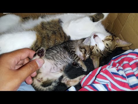 Mom cat VERY CARING of her newborn kitten (She DOESN'T want me to hold her Kitty!)