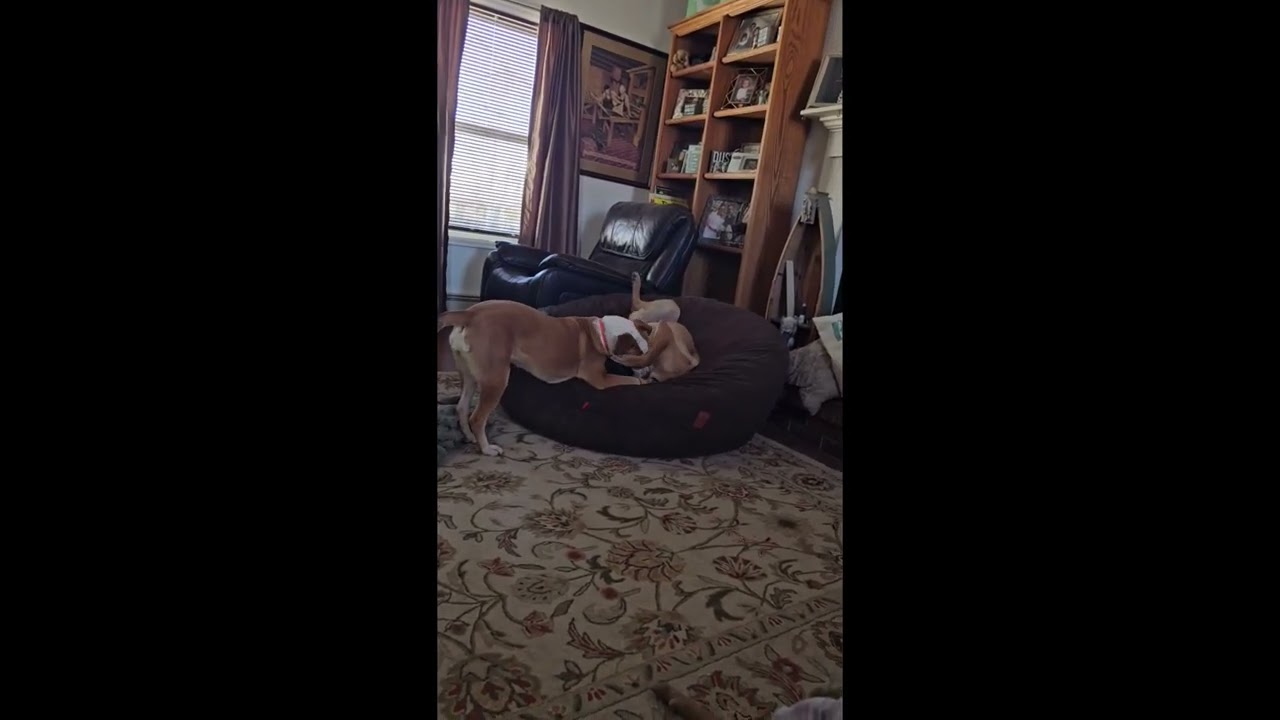 Maple, a Adoptable mixed breed in Thornton, CO video 3/6