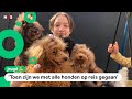 Lisa vluchtte uit Oekraïne en nam 17 poedels mee