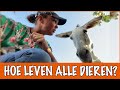 Pippi's paddock paradise! | DierenpraatTV