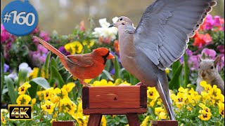 8 hours of Birds for Cats to Enjoy | Song Birds Fluttering Wings Cat TV | No Ad Interruptions