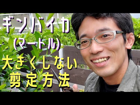 ピートマートル 植物