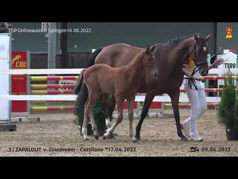 5 Zinedream Cassilano