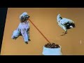Sesame Street Dog Bowl And Hen