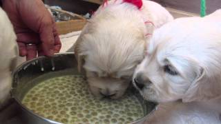 英国ゴールデンレトリバー　生後3週間 その２ English Golden Retriever Puppies2  3weeks Old