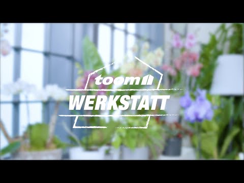 toom Pflanzentipps: Orchideen | toom Baumarkt