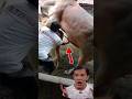 Cows Breeding Trending Viralvideo Viralshorts Cows Animals