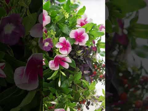 植物に水をやるのに白酢を使用できますか?はい、いいえ  庭園