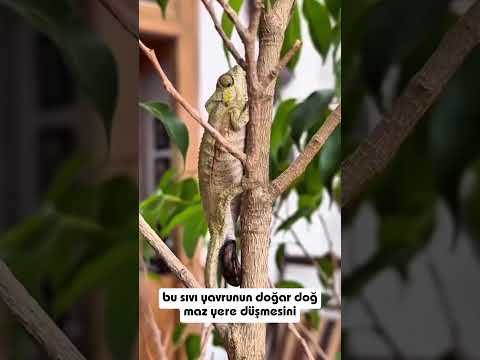 Bir Mucizeye Tanıklık Ediyoruz Bu Bir Doğum Ama Bildiğimiz Doğumlara Benzemiyor #doğa #doğum #mucize