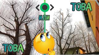 TreeWork видео
