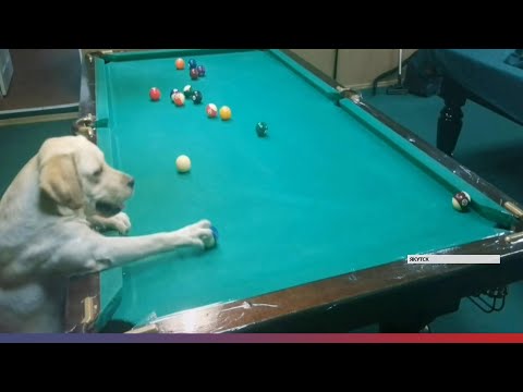Кинолог из Якутска научил свою собаку играть в бильярд Кинолог из Якутска научил свою собаку играть в бильярд