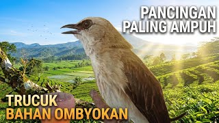 Download lagu TRUCUKAN BAHAN CEPAT BUNYI..! pakai ini PANCINGAN trucuk ombyokan biar rajin bunyi dan gacor mp3