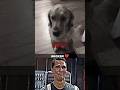 Dog Sad Moments ️‍ Shorts