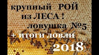 Как поймать рой в лесу
