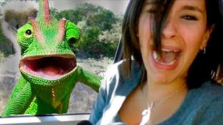 Я РЖАЛ ПОЛ ЧАСА / СМЕШНЫЕ ЖИВОТНЫЕ , КОТЫ СОБАКИ ЛУЧШИЕ ПРИКОЛЫ