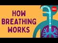 How Breathing Works Nirvair Kaur