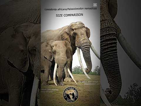 Comparing the size of extinct animals with modern animals#edit #music #shorts #animals #prehistoric